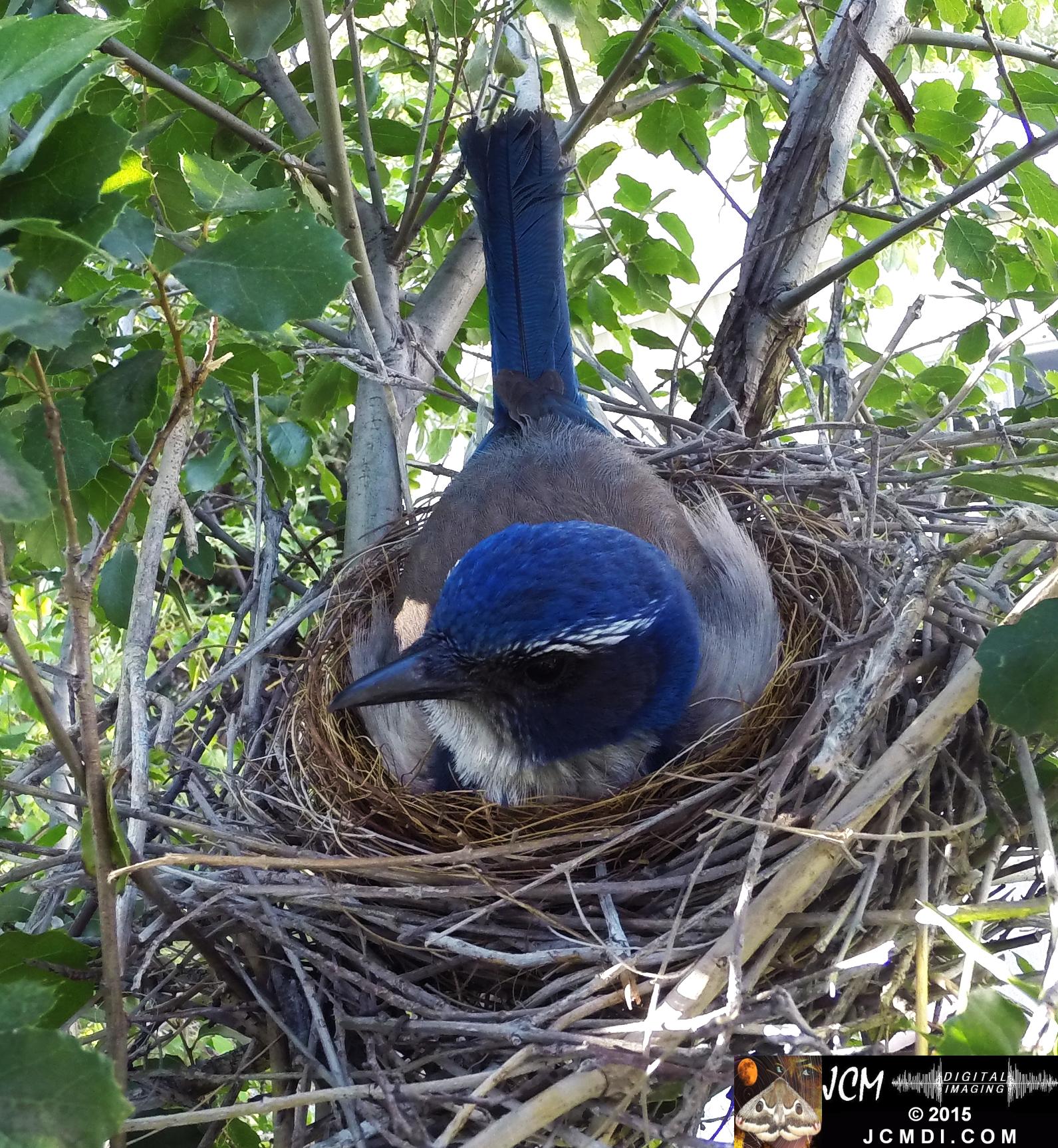 Female Scrub Jay on nest Documentary GoPro Hero3+ Black polecam 4-4-2015 Santa Clarita JCMDI.COM